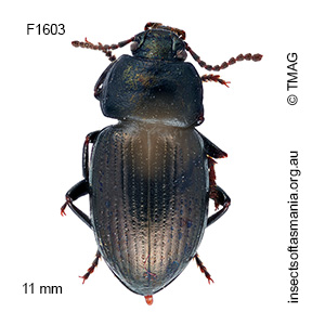 Adelium brevicorne