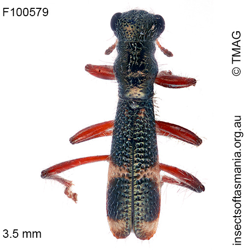 Allelidea-c-f-ctenostomoides Allelidea cf ctenostomoides
