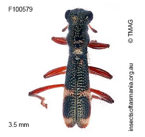 Allelidea cf ctenostomoides