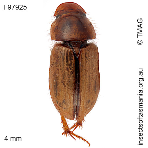 Aphodius-lividus Aphodius lividus