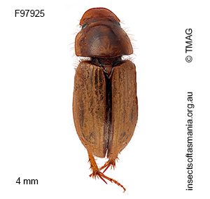 Aphodius lividus