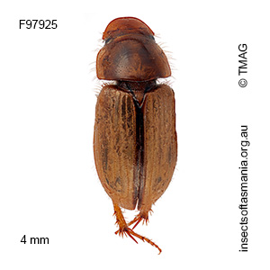 Aphodius lividus