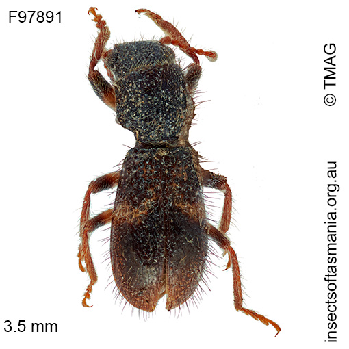 Apteropilo pictipes