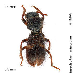 Apteropilo pictipes