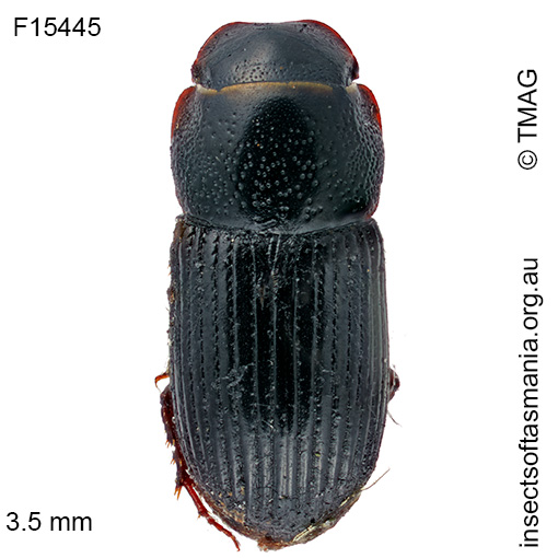 Ataenius basiceps