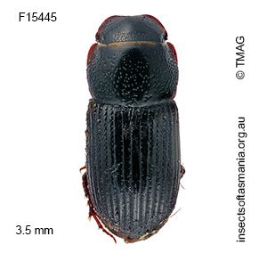Ataenius basiceps