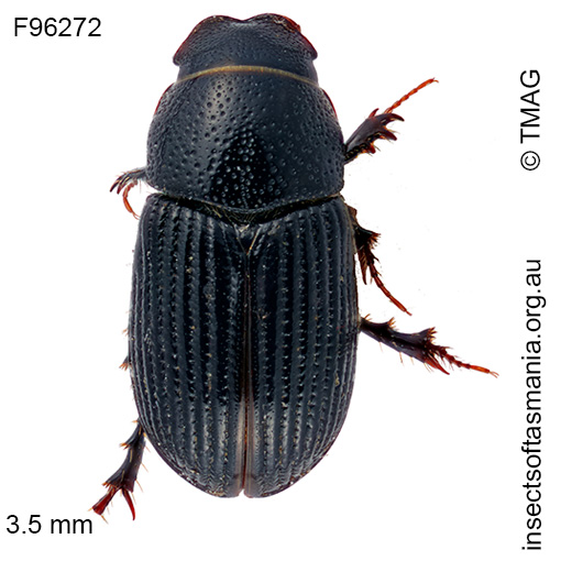 Ataenius brouni
