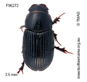Ataenius brouni