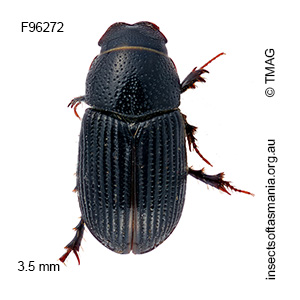 Ataenius brouni