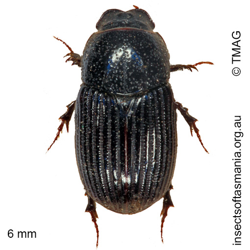 Ataenius-picinus Ataenius picinus