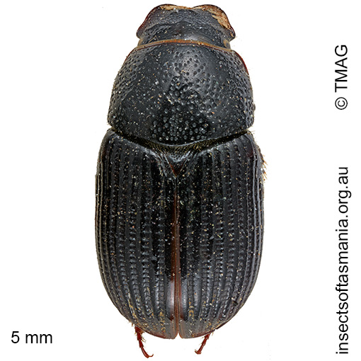 Ataenius-picinus1 Ataenius picinus