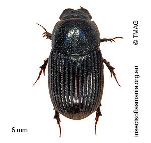 Ataenius picinus