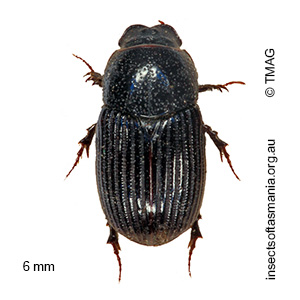 Ataenius picinus