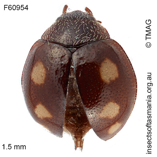 Bucolellus minutus
