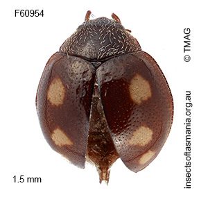 Bucolellus minutus