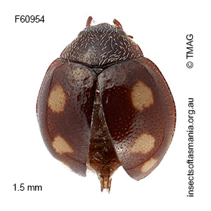 Bucolellus minutus