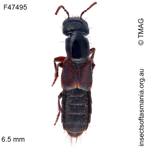 Cafius sabulosus