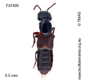 Cafius sabulosus