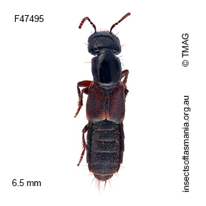 Cafius sabulosus