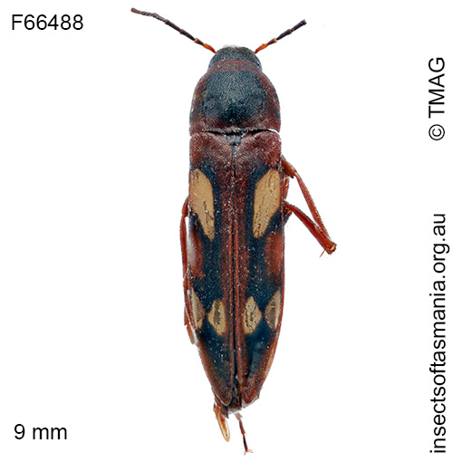Callidircaea venusta