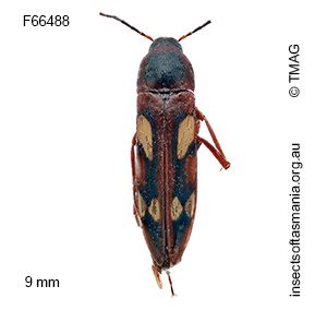Callidircaea venusta