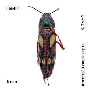 Callidircaea venusta