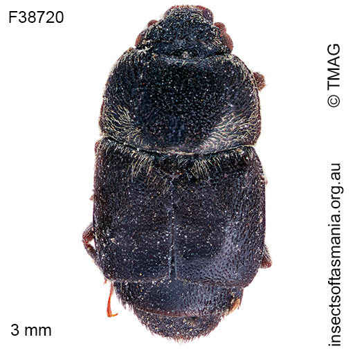 Carpophilus aterrimus