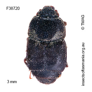 Carpophilus aterrimus