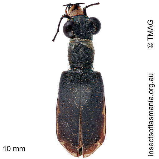 Cicindela semicincta