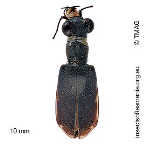 Cicindela semicincta