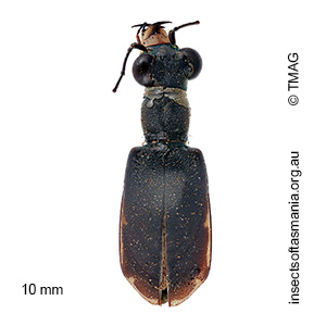 Cicindela semicincta