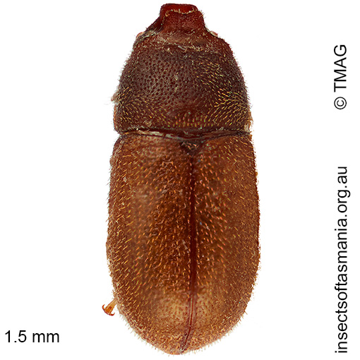 Cis-bilamellatus Cis bilamellatus