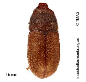 Cis bilamellatus