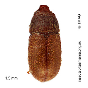 Cis bilamellatus