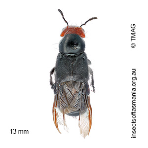Creophilus lanio