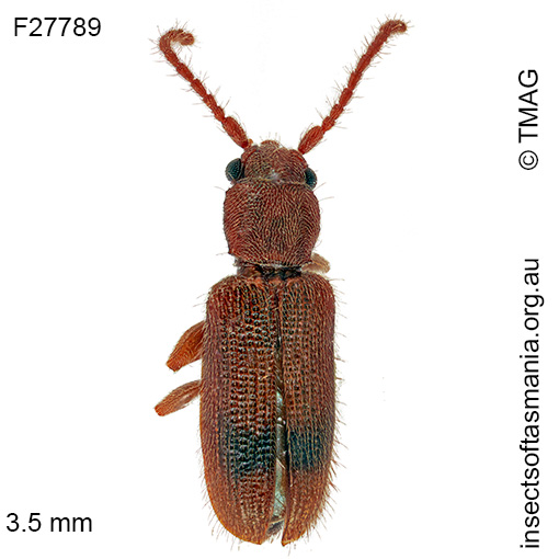 Cryptamorpha optata