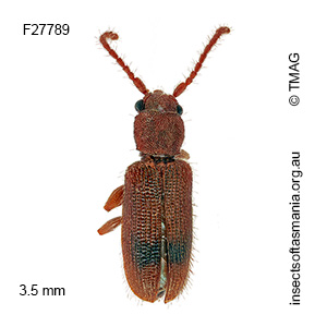 Cryptamorpha optata