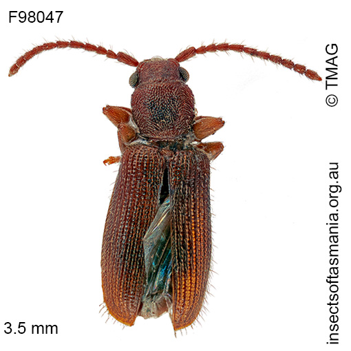 Cryptamorpha-victoriae Cryptamorpha victoriae