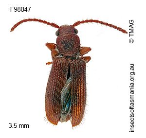 Cryptamorpha victoriae