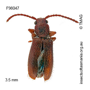Cryptamorpha victoriae