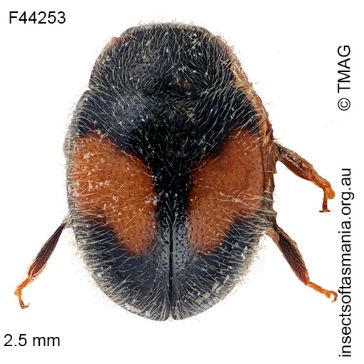 Diomus notescens