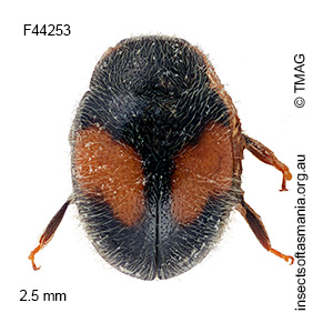 Diomus notescens