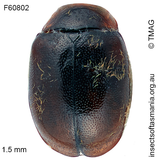 Diomus pumilio