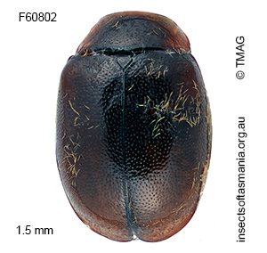 Diomus pumilio