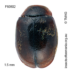 Diomus pumilio