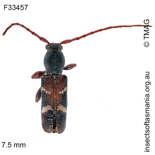 Ectosticta cleroides
