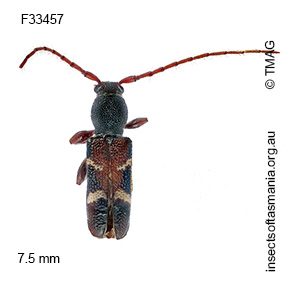Ectosticta cleroides
