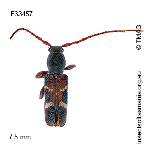 Ectosticta cleroides