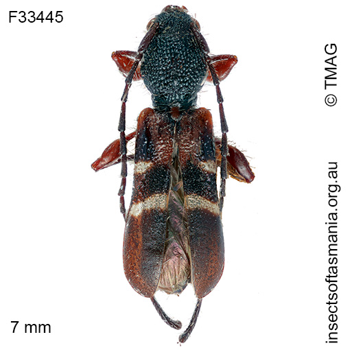 Ectosticta-ornata Ectosticta ornata