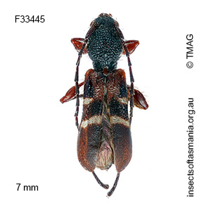 Ectosticta ornata